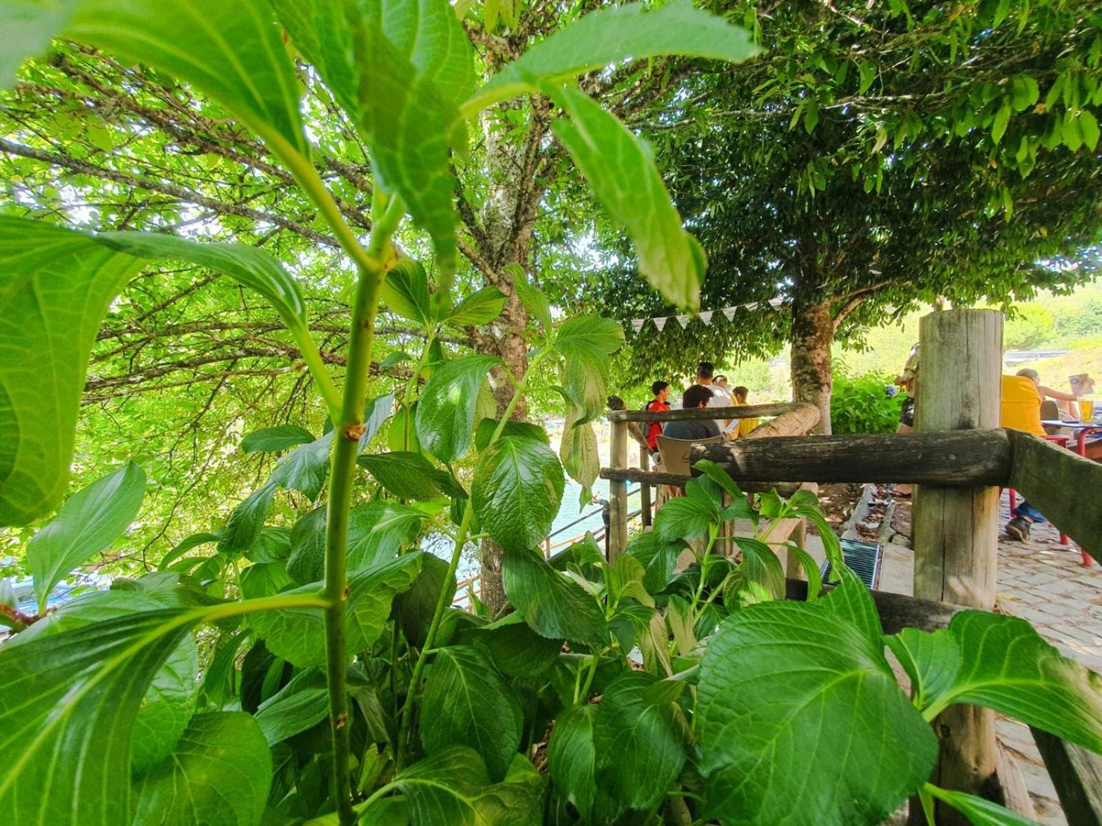 Casa Elbi Villa Figueiro Dos Vinhos Eksteriør billede